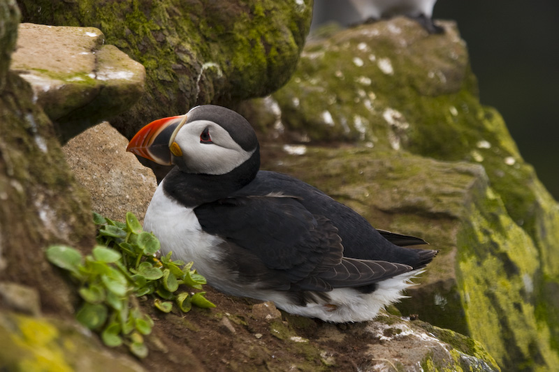 Atlantic Puffin